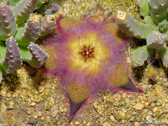 Stapelias: ‘estrellas de mar’... del desierto